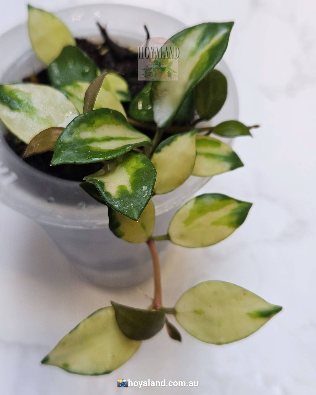 Hoya lacunosa minara カット苗 Hoya Lacunosa minara (very rare). - Bolang Plant Garden